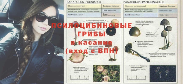 прущие крисы Алзамай